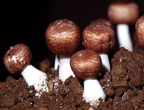 Chiết xuất nấm Agaricus