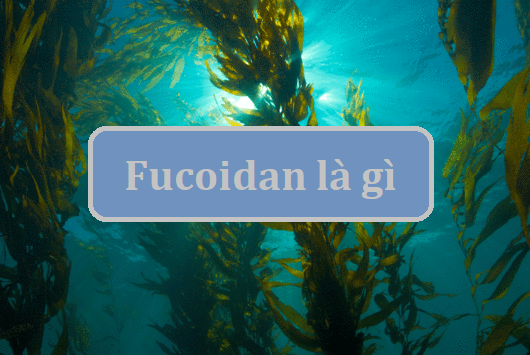 Fucoidan là gì uống fucoidan có tốt không
