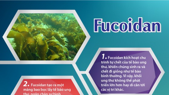 Fucoidan có tác dụng với ung thư giai đoạn nào?
