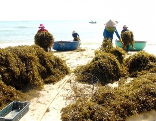 10 tác dụng của tảo nâu – Những “chiến binh vĩ đại” bảo vệ sức khỏe con người