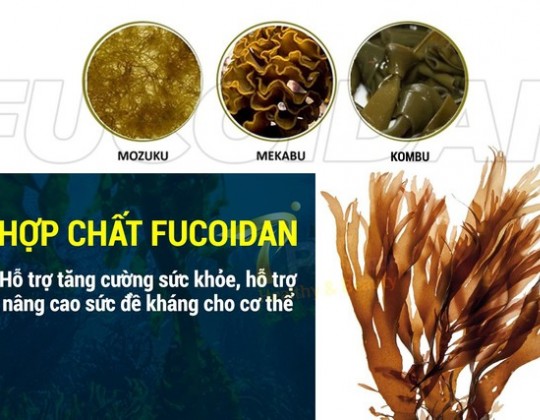Tác dụng hỗ trợ của Fucoidan với người bệnh ung thư