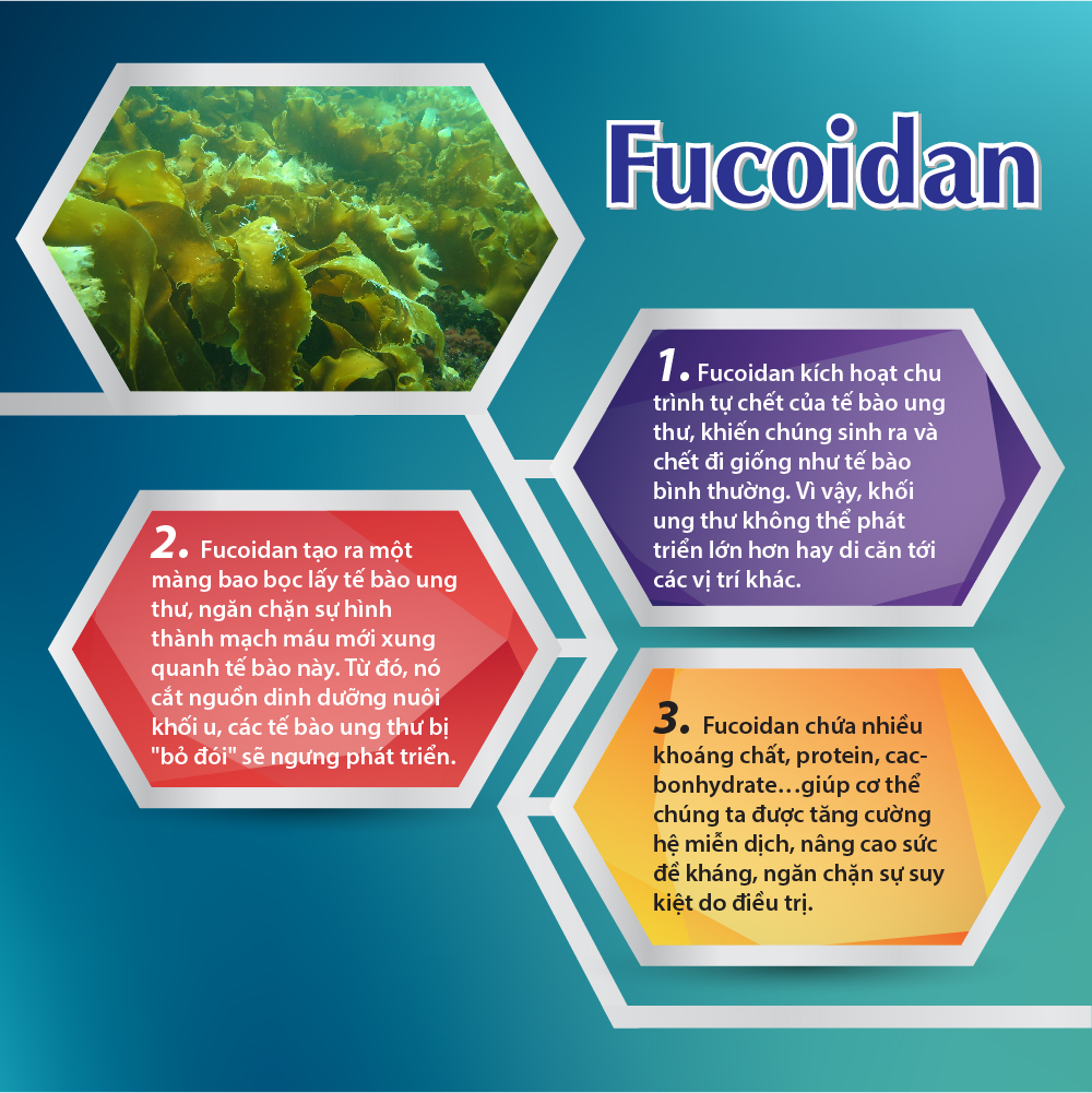 Cơ chế tác động của Fucoidan
