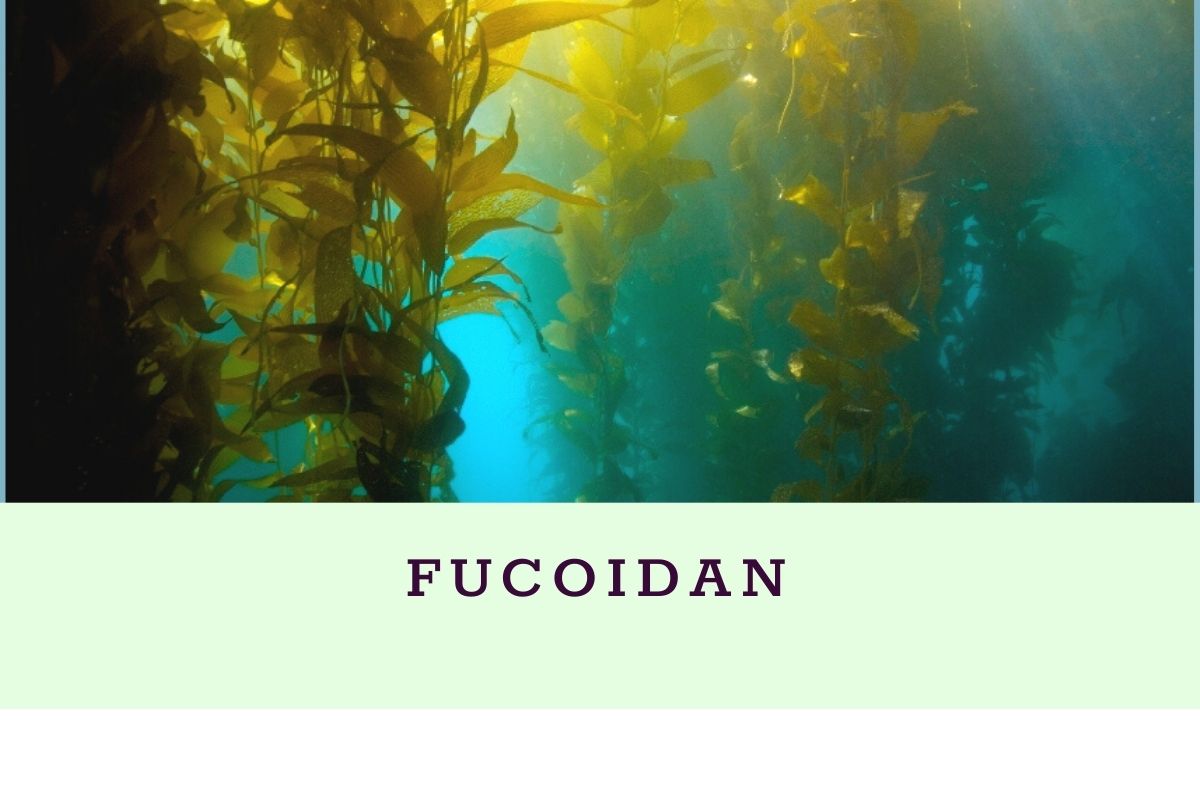 Hợp chất fucoidan là gì