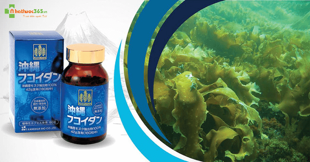 Okinawa Fucoidan được chiết xuất từ tảo nâu Mozuku tại vùng biển Okinawa Nhật Bản
