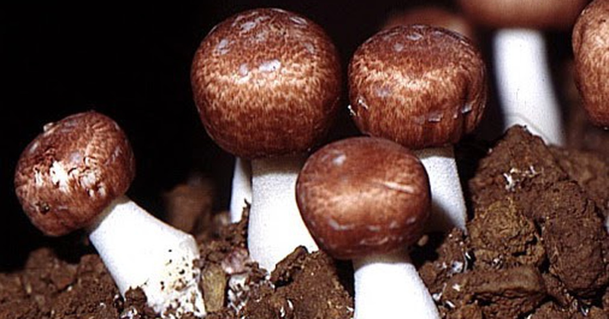 Chiết xuất nấm Agaricus
