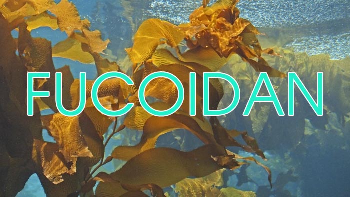 Fucoidan - Thần dược cho bệnh nhân ung thư