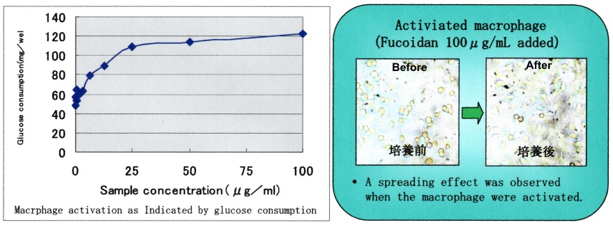 Nghiên cứu của hãng Kanehide Bio-Nhật Bản, Glucose được sử dụng như là điểm để tham chiếu cho việc đo kích thước của các đại thực bào trên chuột. Chiết xuất Fucoidan từ Mozuku vùng Okinawa là nguyên nhân làm tăng việc tiêu thụ Glucose  và do đó nó có thể là nguyên nhân của hoạt tính tăng cường hệ miễn dịch.