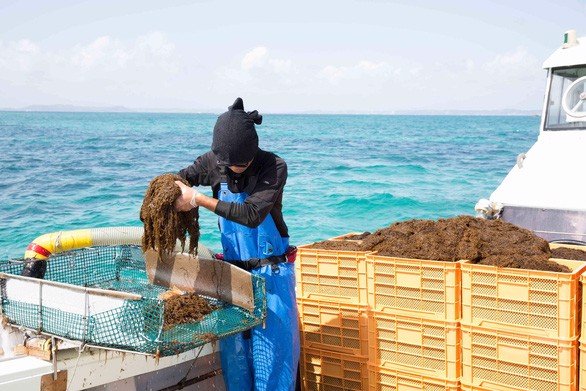 Tảo nâu thì Mozuku sống ở vùng Okinawa được xem là loại tảo nâu tốt nhất, có chứa nhiều Fucoidan nhất.