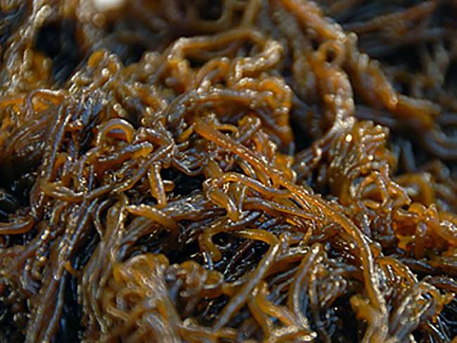 Trong tảo nâu Fucoidan có những hợp chất ưu việt nào?